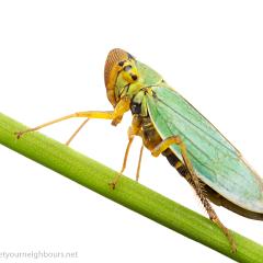 MYN Leafhopper Cicadella viridis 